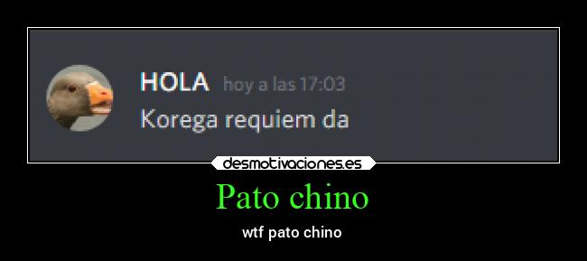 Pato chino -