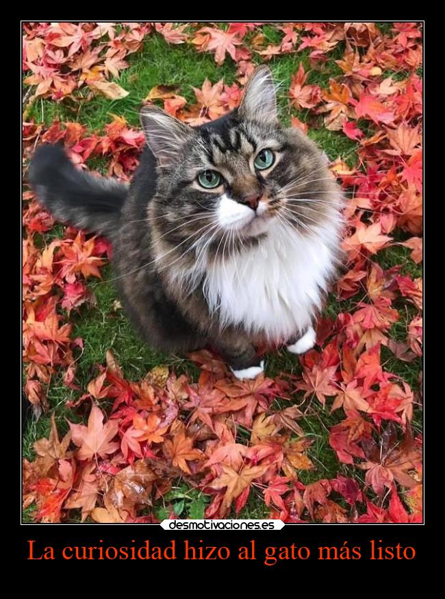 La curiosidad hizo al gato más listo -