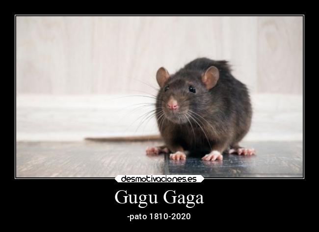 Gugu Gaga - -pato 1810-2020