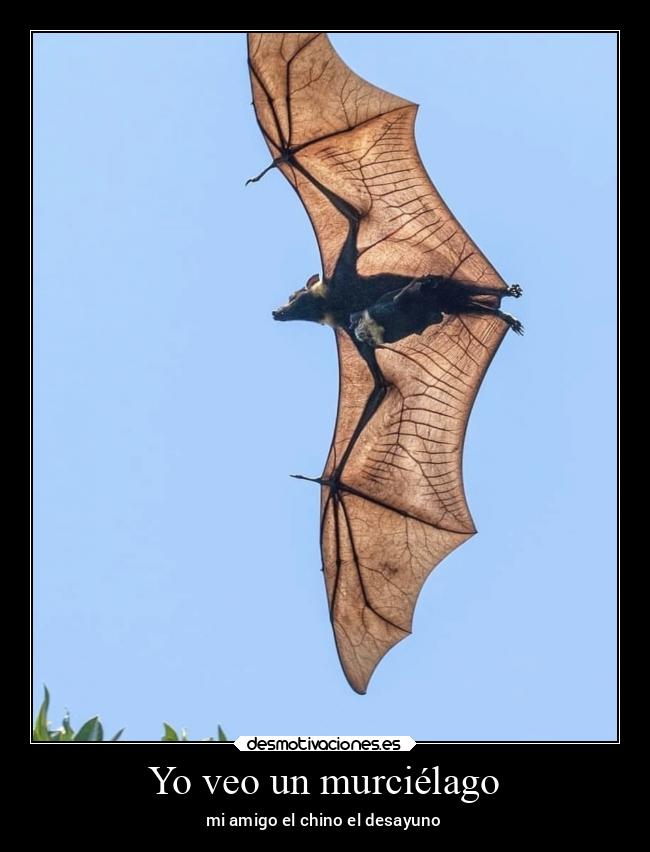 Yo veo un murciélago - mi amigo el chino el desayuno