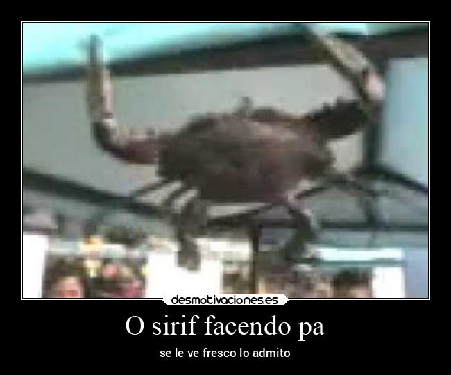 O sirif facendo pa - 