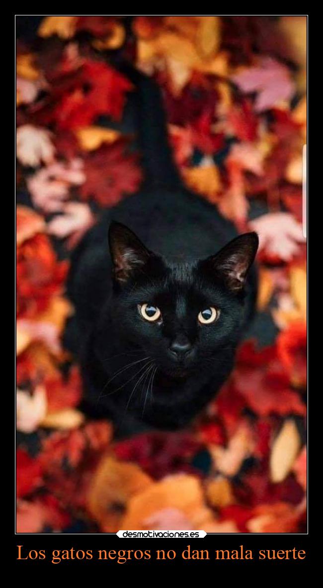 Los gatos negros no dan mala suerte -