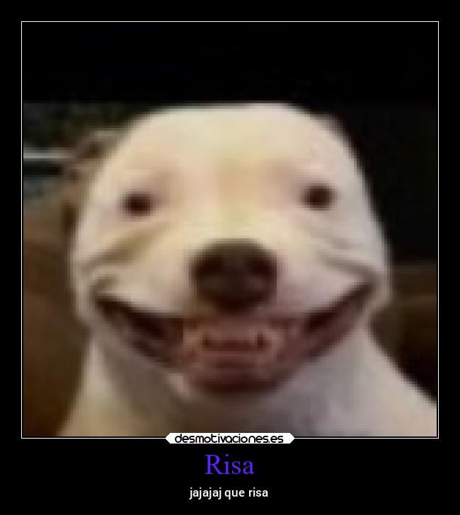 Risa - jajajaj que risa