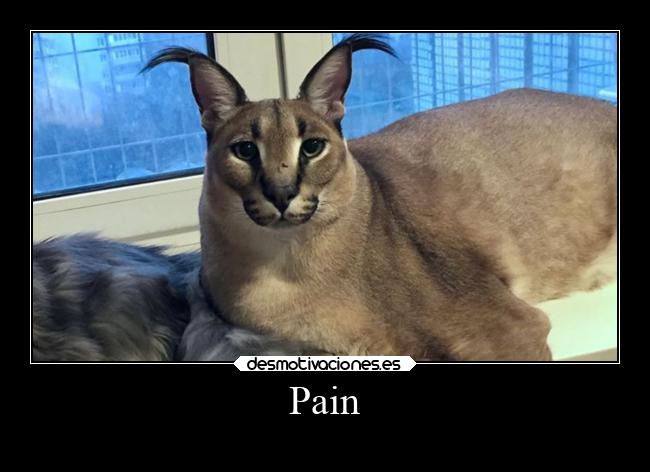 Pain - 