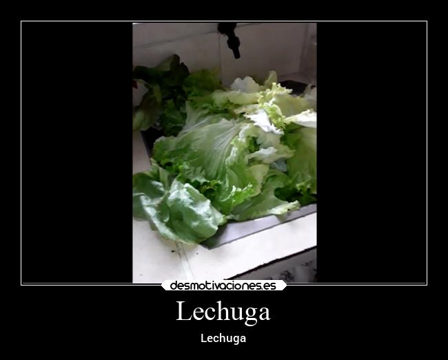 Lechuga - Lechuga