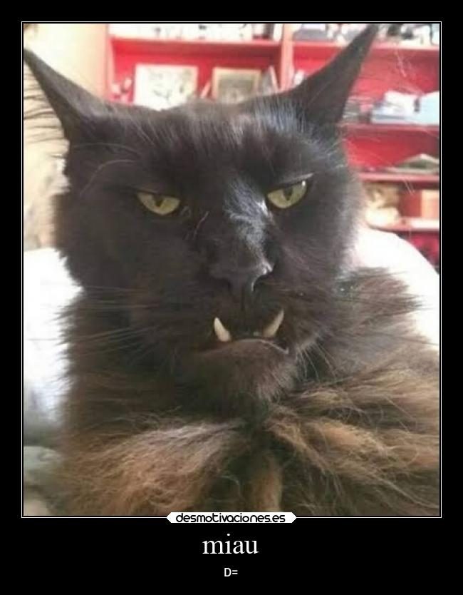 miau - 