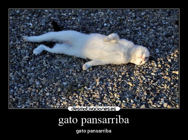 gato pansarriba -