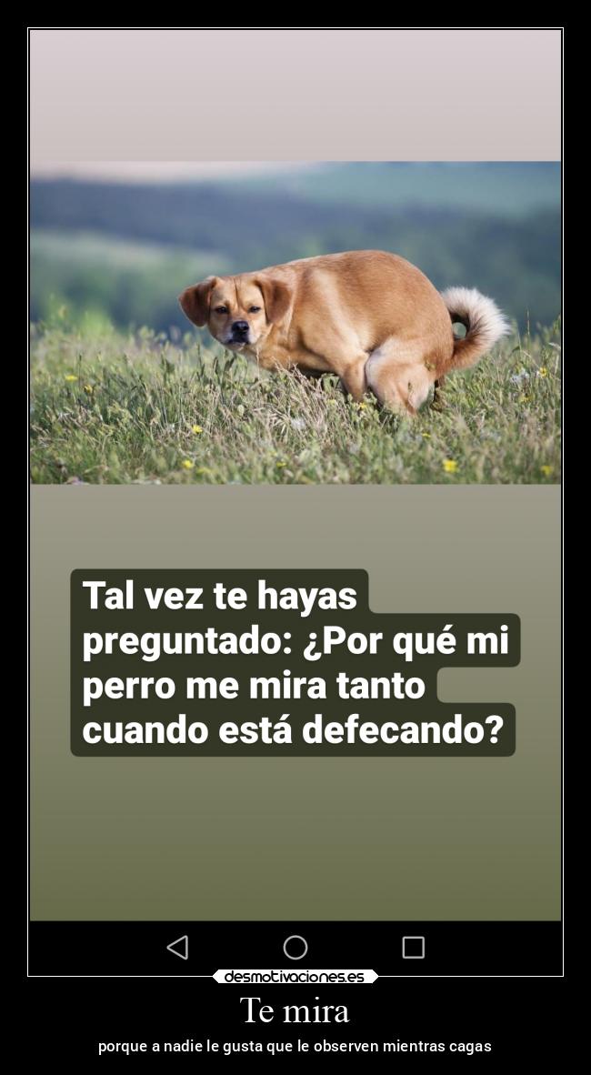Te mira - porque a nadie le gusta que le observen mientras cagas