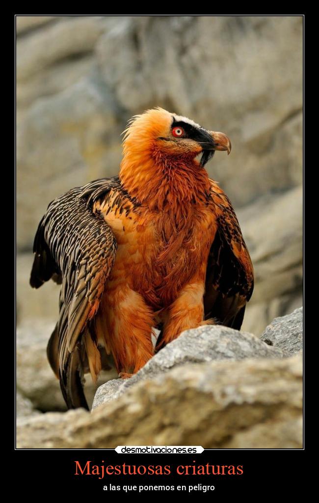 Majestuosas criaturas - a las que ponemos en peligro