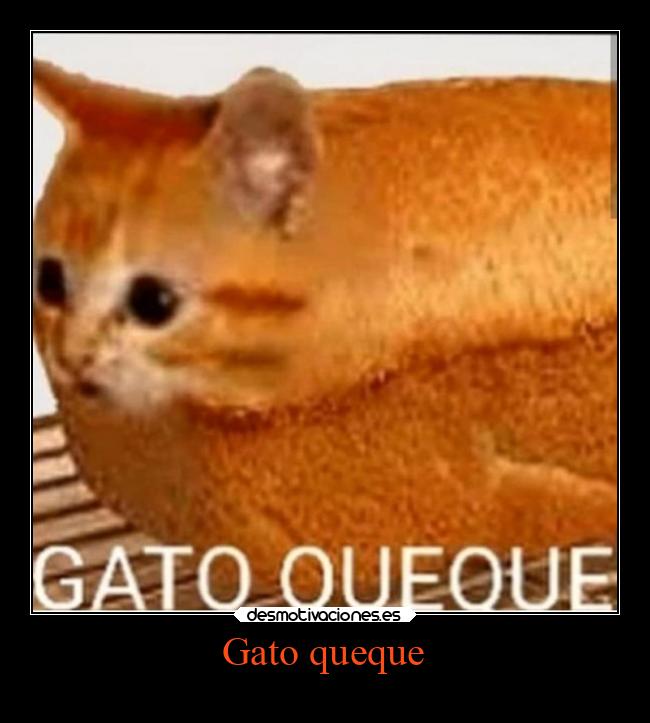 Gato queque -