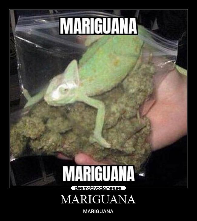 MARIGUANA - 