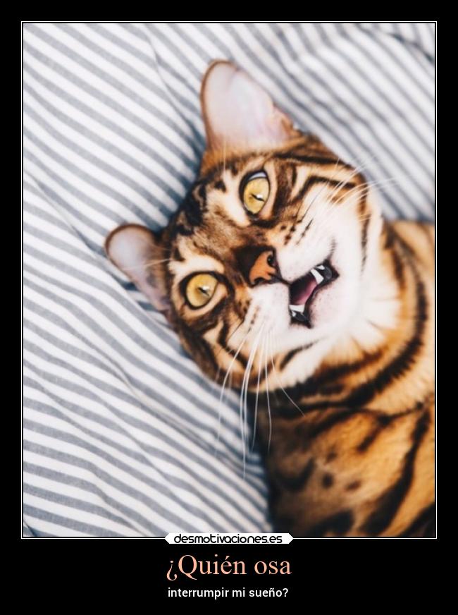 carteles dormir desmotivaciones