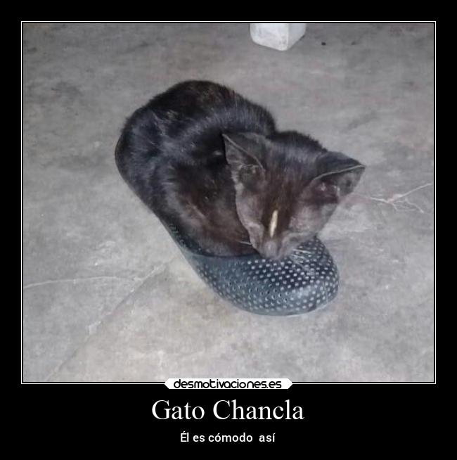 carteles gatos chancla desmotivaciones