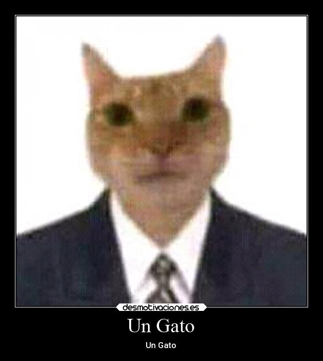 Un Gato - Un Gato