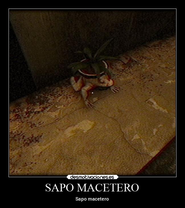 SAPO MACETERO -