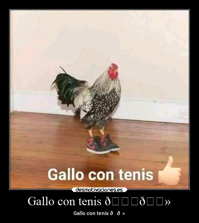 Gallo con tenis 👍🏻 -