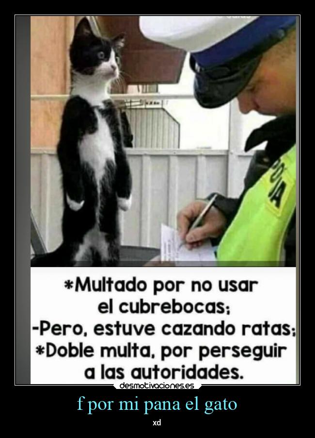 f por mi pana el gato -
