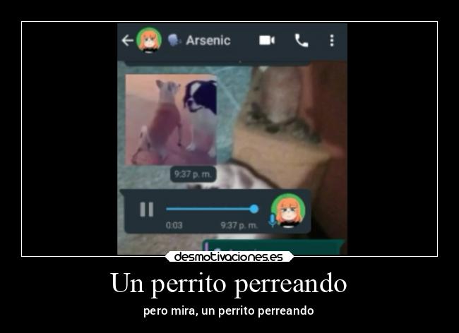 Un perrito perreando - pero mira, un perrito perreando