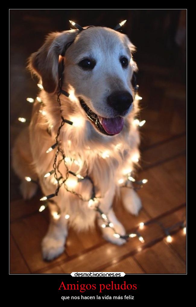 Amigos peludos - que nos hacen la vida más feliz