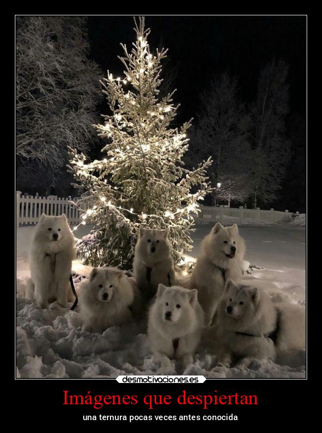 Imágenes que despiertan - una ternura pocas veces antes conocida