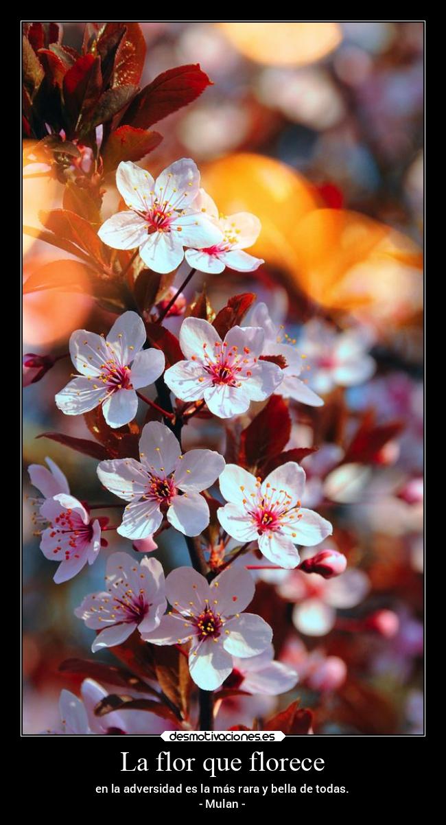 La flor que florece - en la adversidad es la más rara y bella de todas.
- Mulan -