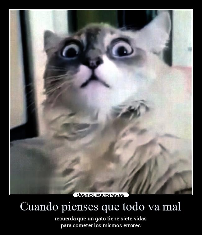 carteles gatos espana desmotivaciones