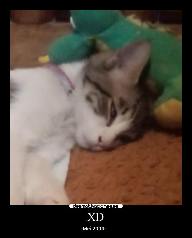 carteles gatos desmotivaciones