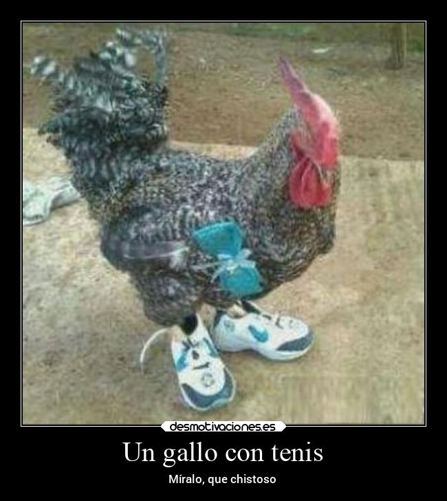 Un gallo con tenis - 
