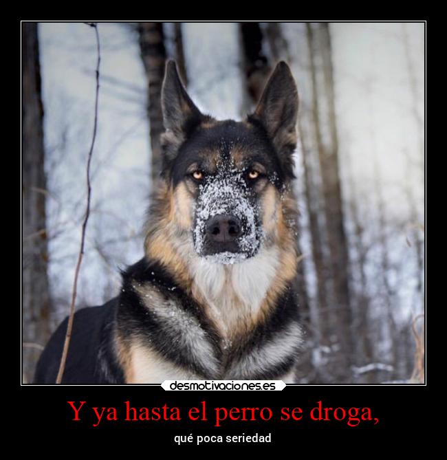 Y ya hasta el perro se droga, - qué poca seriedad