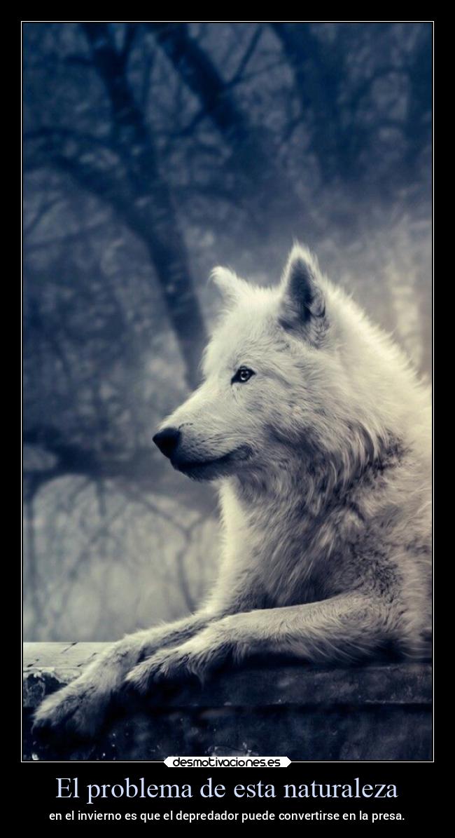 El problema de esta naturaleza - en el invierno es que el depredador puede convertirse en la presa.