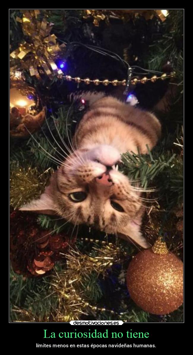La curiosidad no tiene - límites menos en estas épocas navideñas humanas.