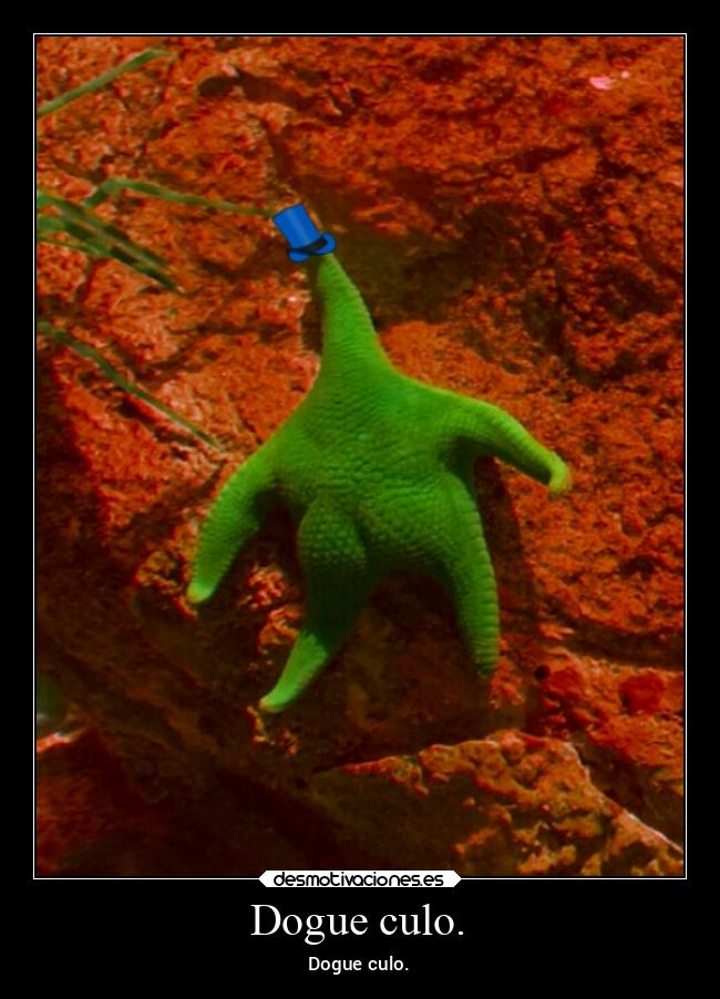 Dogue culo. - Dogue culo.