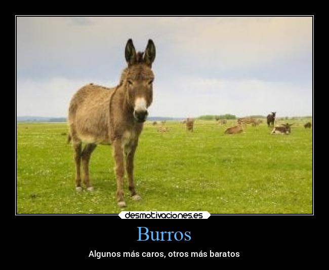 Burros - Algunos más caros, otros más baratos