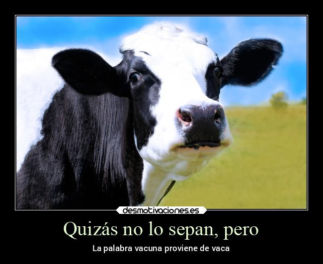 carteles animales abrazos vaca desmotivaciones