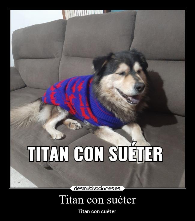 carteles animales desmotivaciones perro con sueter desmotivaciones