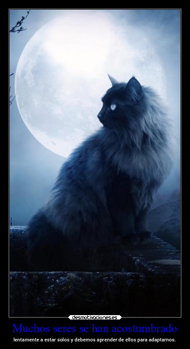 Muchos seres se han acostumbrado - lentamente a estar solos y debemos aprender de ellos para adaptarnos.