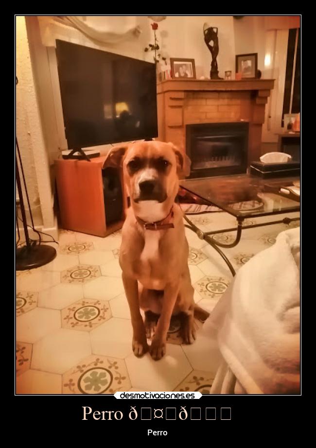 Perro 🤙👍 - Perro