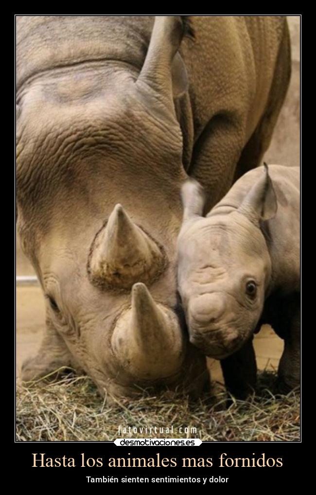 carteles animales animales naturaleza familia amor sentimientos dolor desmotivaciones