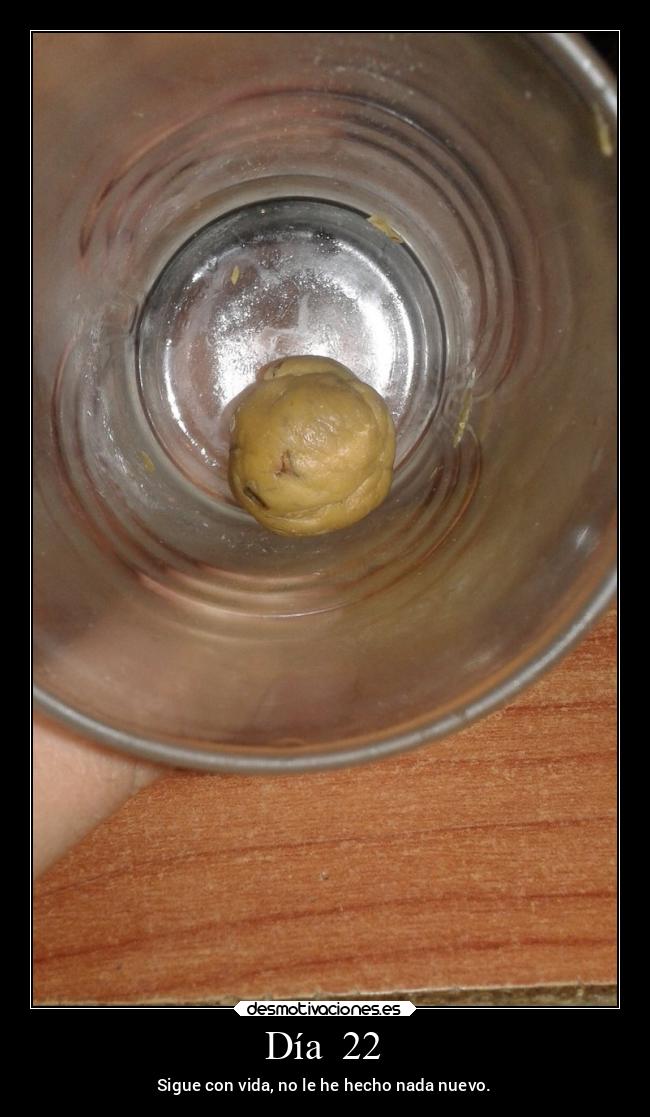 Día 22 - Sigue con vida, no le he hecho nada nuevo.