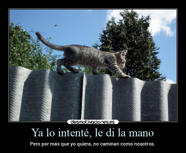 carteles gatos caminar humanos intentar mano desmotivaciones