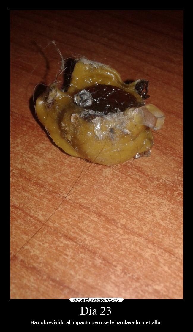 carteles idioma dia desmotivaciones