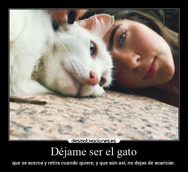 carteles sentimientos vida amor amistad ausencia pensamientos gatos desmotivaciones