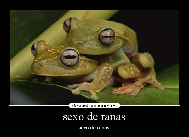sexo de ranas -