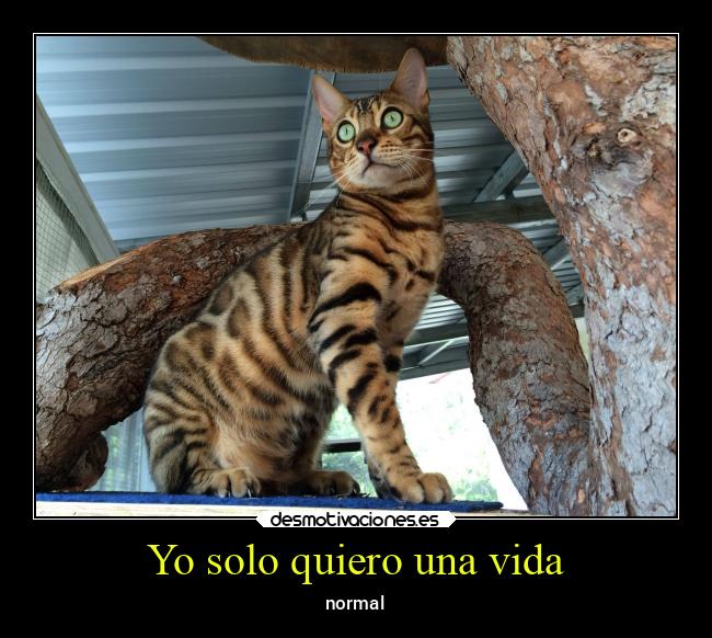 carteles vida caracter anime ausencia casa amigos alicea desmotivaciones