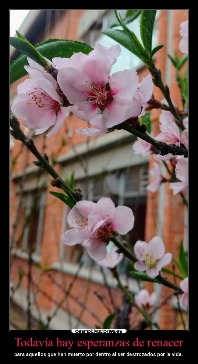 carteles vida ltsc lrssg alex vazquez999 victoryanddeath victory and death fesc cuautitlan campo4 nostalgia desmotivaciones