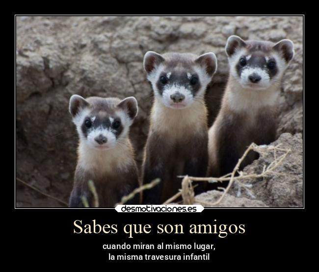 carteles amigos amigos alegria desmotivaciones