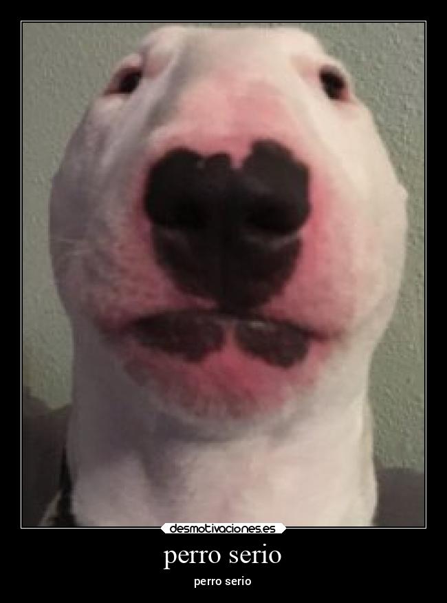 perro serio -