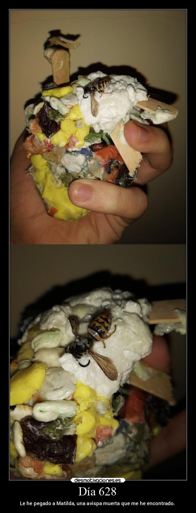 Día 628 - Le he pegado a Matilda, una avispa muerta que me he encontrado.