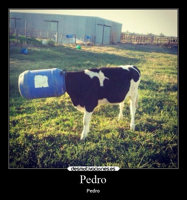 Pedro - Pedro