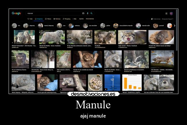 Manule - ajaj manule